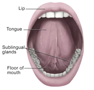 Under tongue anatomy