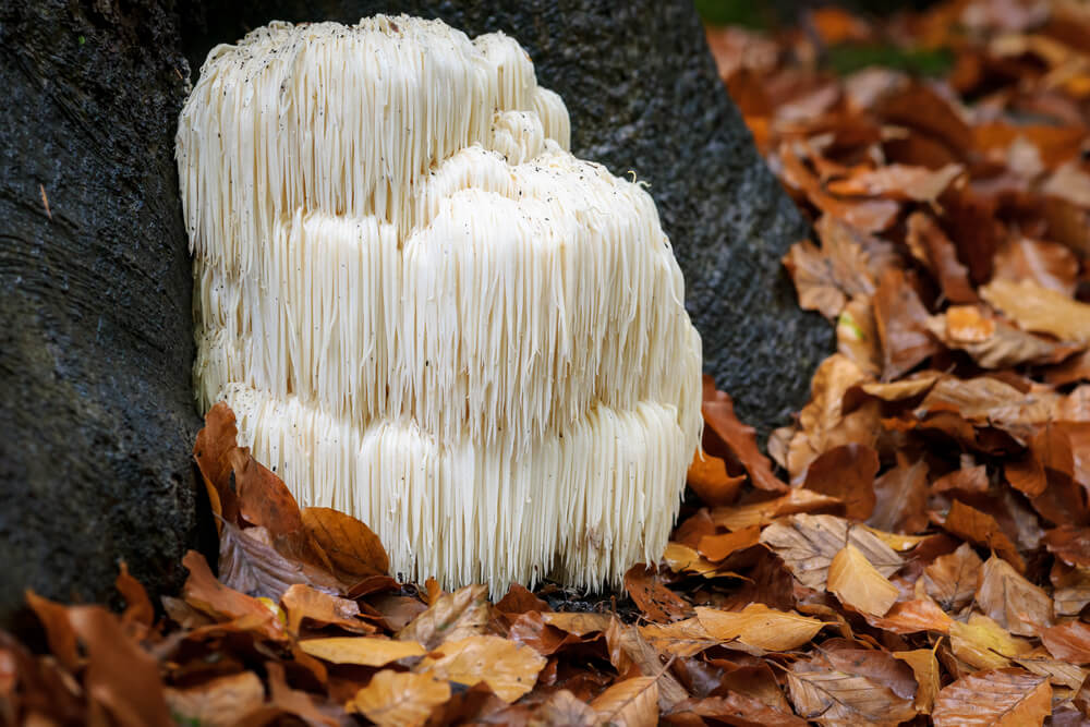 Lion's Mane in the Forest